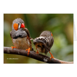 A Cheeky Pair of Zebra Finches