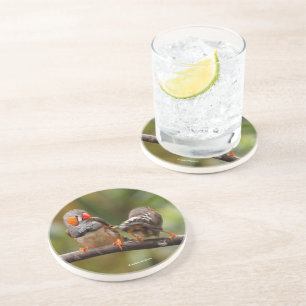 A Cheeky Pair of Zebra Finches Songbirds Coaster