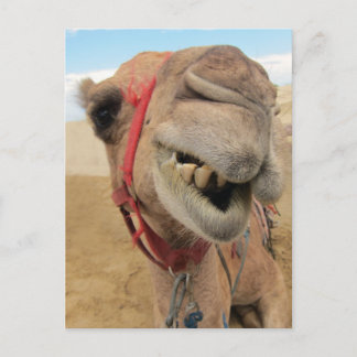 A Cheerful Camel Postcard
