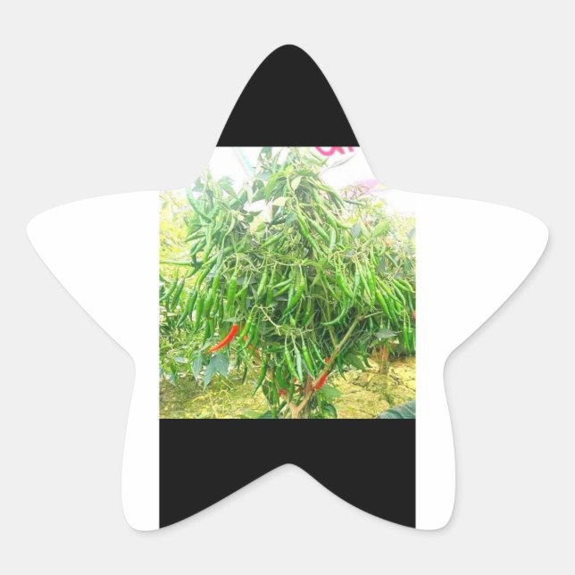 A chilly: delicious spread tasty treats. star sticker (Front)