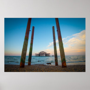 A Chocolate Labrador Walks Along The Beach Poster