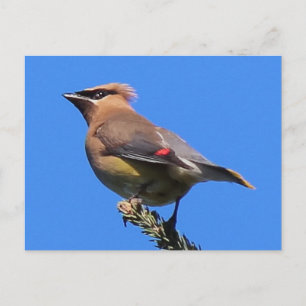 A Classic Cedar Waxwing Postcard! Postcard