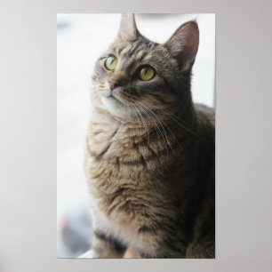 A Close Up Of A Cat Sitting On A Window Poster