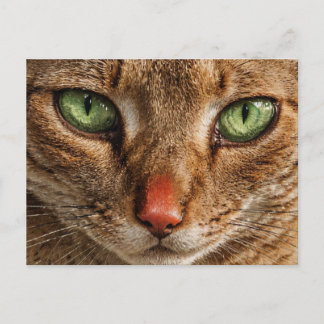 A close-up of a cat's face with green eyes postcard