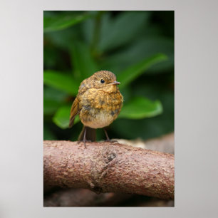 A Close-up of a Charming Baby Robin Poster