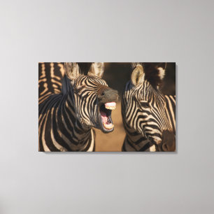 A close-up of a Zebra showing its teeth, Canvas Print