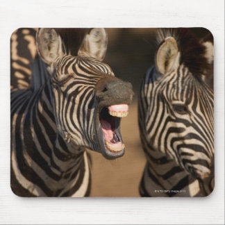 A close-up of a Zebra showing its teeth, Mouse Pad