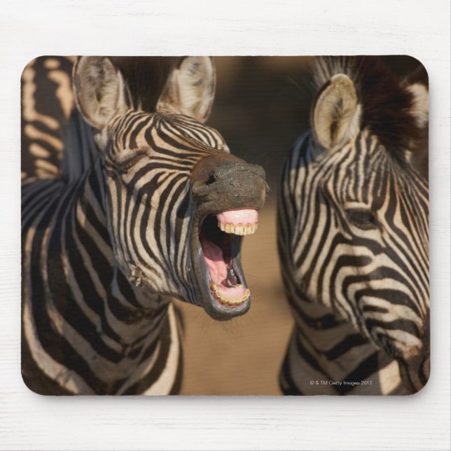 A close-up of a Zebra showing its teeth, Mouse Pad (Front)
