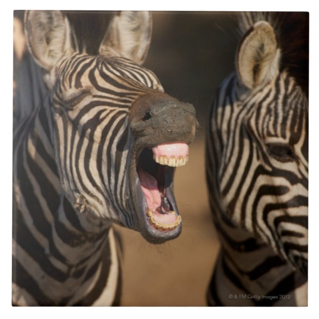 A close-up of a Zebra showing its teeth, Tile (Front)
