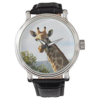 A close up photo of a male Giraffe on Safari Watch