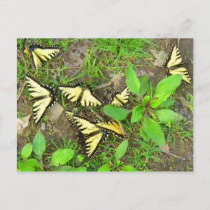 A Cluster of Butterflies Postcard
