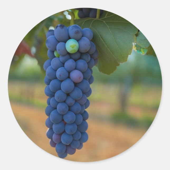 A Cluster of Fresh Purple Grapes  Classic Round Sticker (Front)