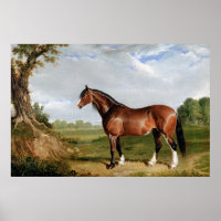 A Clydesdale Stallion