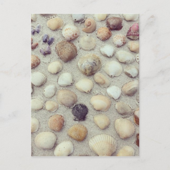 A Collection Of Seashells Postcard (Front)