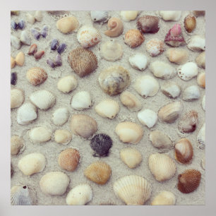A Collection Of Seashells Poster