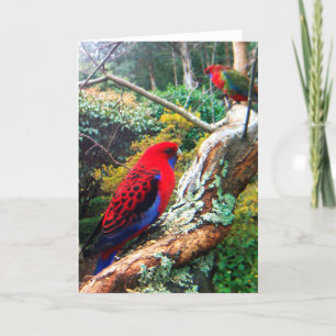 A colour photograph of a Crimson Rosella. Card