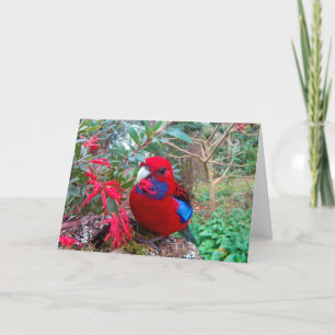 A colour photograph of a Crimson Rosella. Card