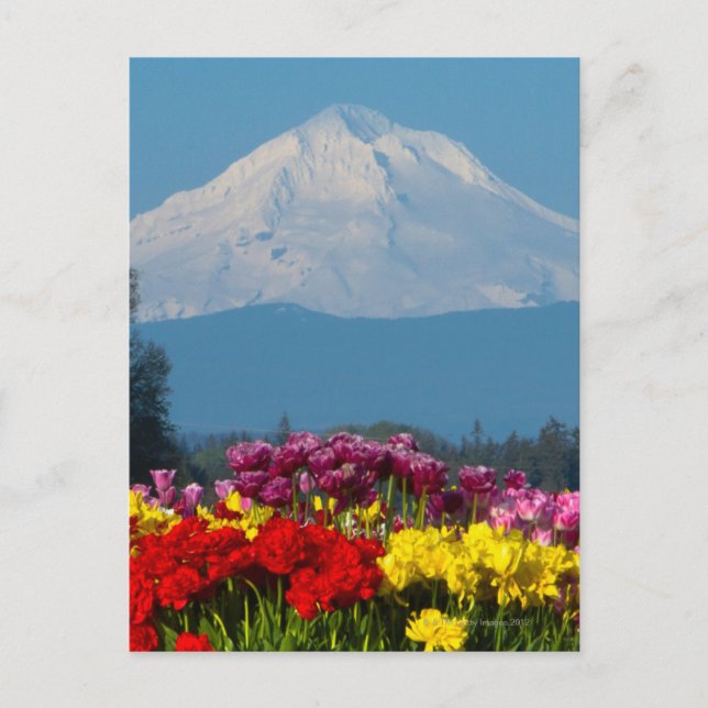 a compressed view of Mt Hood, Oregon and tulip Postcard (Front)