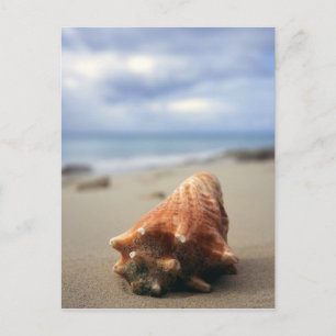 A Conch Shell On The Beach   St. Croix, Usvi Postcard