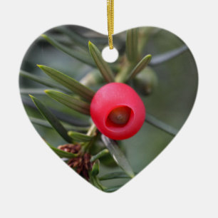A cone of a yew (Taxus baccata) Ceramic Ornament