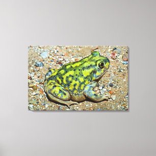 A Couch's Spadefoot toad Canvas Print