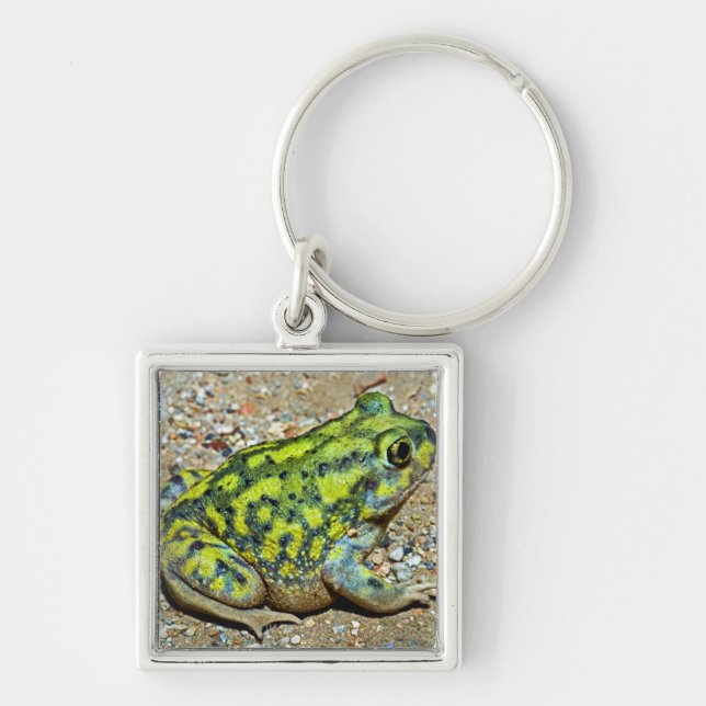 A Couch's Spadefoot toad Keychain (Front)