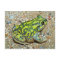 A Couch's Spadefoot toad