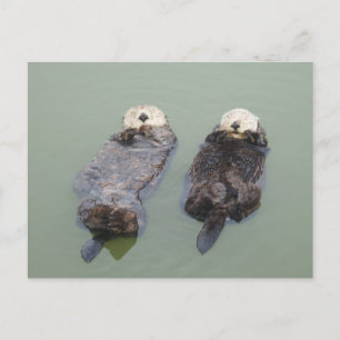 A couple of sea otters taking a nap postcard