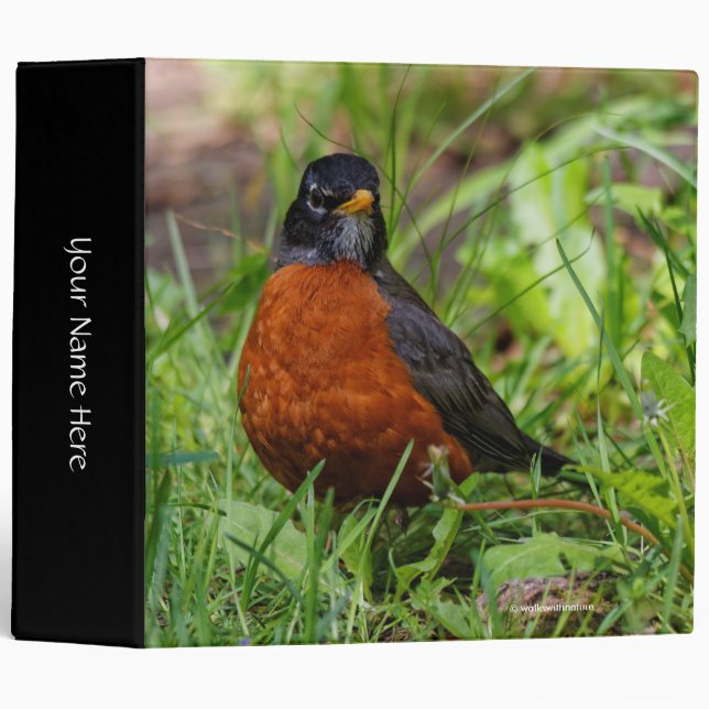 A Curious American Robin Binder (Front/Spine)