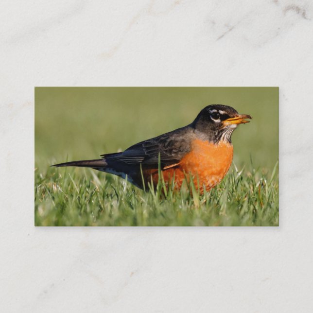 A Curious American Robin Business Card (Front)