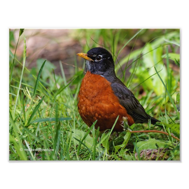 A Curious American Robin Photo Print (Front)