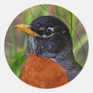 A Curious and Hopeful American Robin Classic Round Sticker
