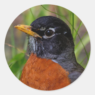 A Curious and Hopeful American Robin Classic Round Sticker