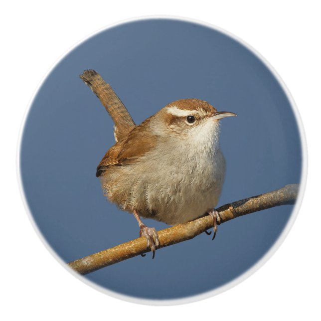 A Curious Bewick's Wren in the Tree Ceramic Knob (Front)