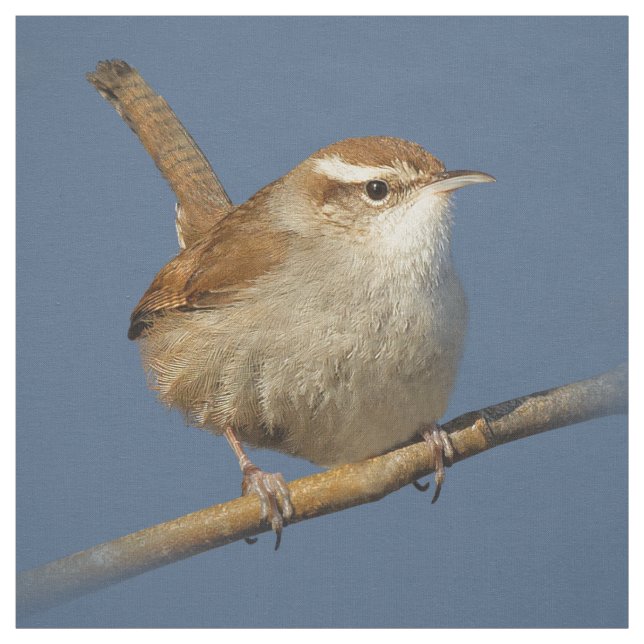 A Curious Bewick's Wren in the Tree Fabric (Swatch)