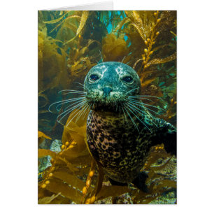 A Curious Harbour Seal Kelp Forest Santa Barbara