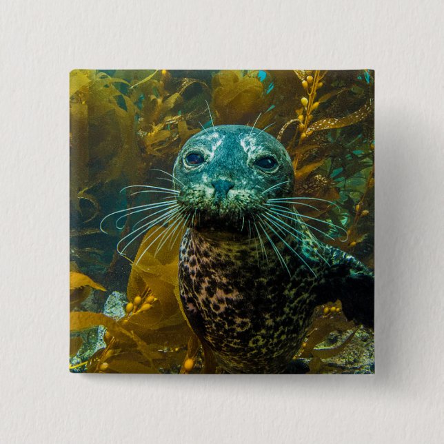 A Curious Harbour Seal Kelp Forest | Santa Barbara 2 Inch Square Button (Front)
