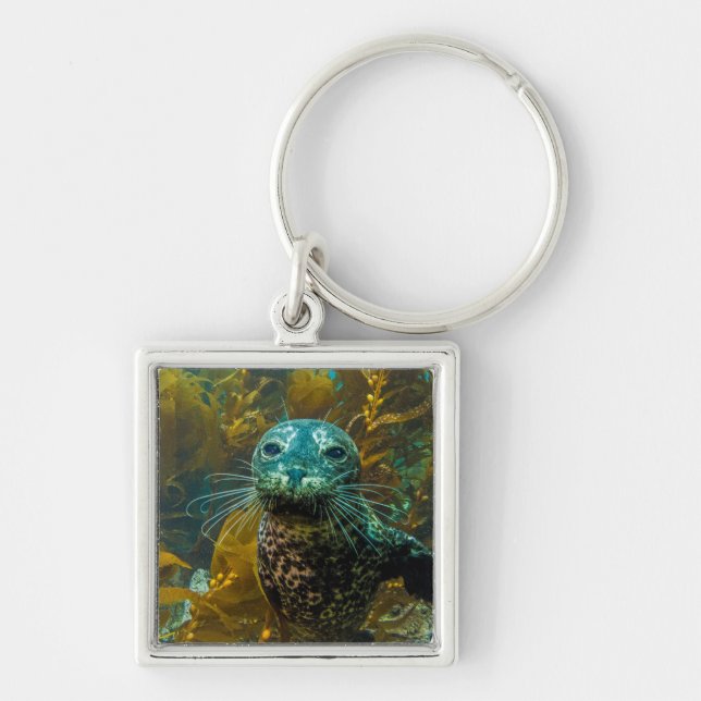 A Curious Harbour Seal Kelp Forest | Santa Barbara Keychain (Front)