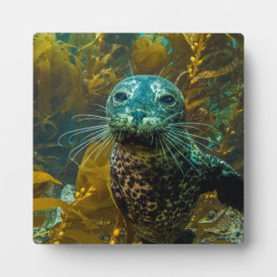 A Curious Harbour Seal Kelp Forest Santa Barbara Plaque