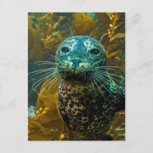A Curious Harbour Seal Kelp Forest Santa Barbara Postcard