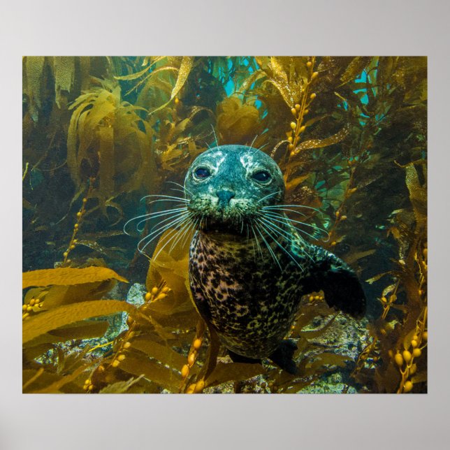 A Curious Harbour Seal Kelp Forest | Santa Barbara Poster (Front)