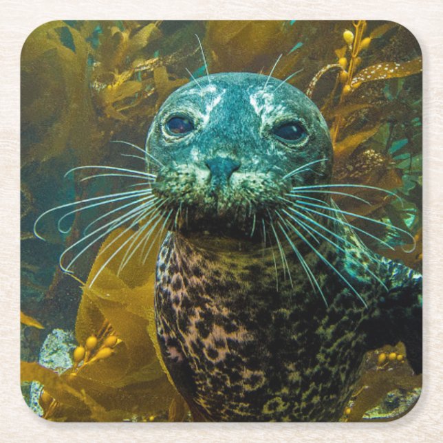A Curious Harbour Seal Kelp Forest | Santa Barbara Square Paper Coaster (Front)