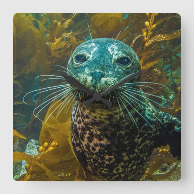 A Curious Harbour Seal Kelp Forest | Santa Barbara Square Wall Clock (Front)