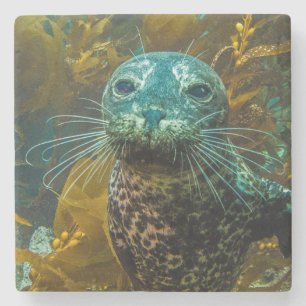 A Curious Harbour Seal Kelp Forest Santa Barbara Stone Coaster