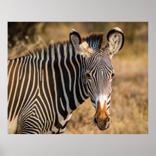 A CURIOUS ZEBRA AT SAMBURU NATIONAL RESERVE POSTER