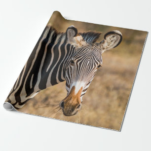 A CURIOUS ZEBRA AT SAMBURU NATIONAL RESERVE WRAPPING PAPER