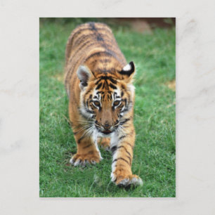 A cute baby tiger postcard