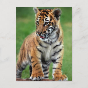 A cute baby tiger postcard