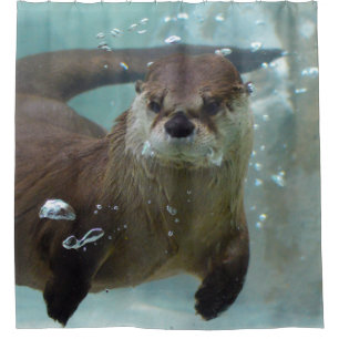 A cute Brown otter swimming in a clear blue pool