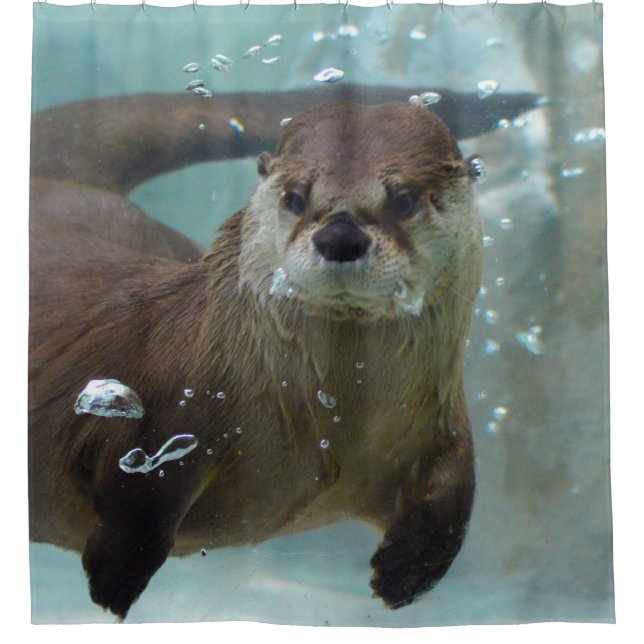 A cute Brown otter swimming in a clear blue pool (Front)